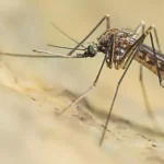 Quarta vittima in Campania –  West Nile: un altro morto a Caserta, è l’ottavo in Italia