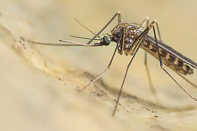 Quarta vittima in Campania –  West Nile: un altro morto a Caserta, è l’ottavo in Italia