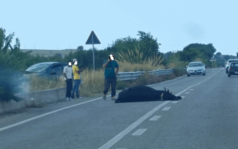 Mucca travolta e uccisa da un’auto
