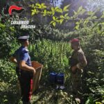 Augusta, smantellata piantagione di cannabis, due arresti