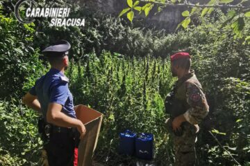 Augusta, smantellata piantagione di cannabis, due arresti
