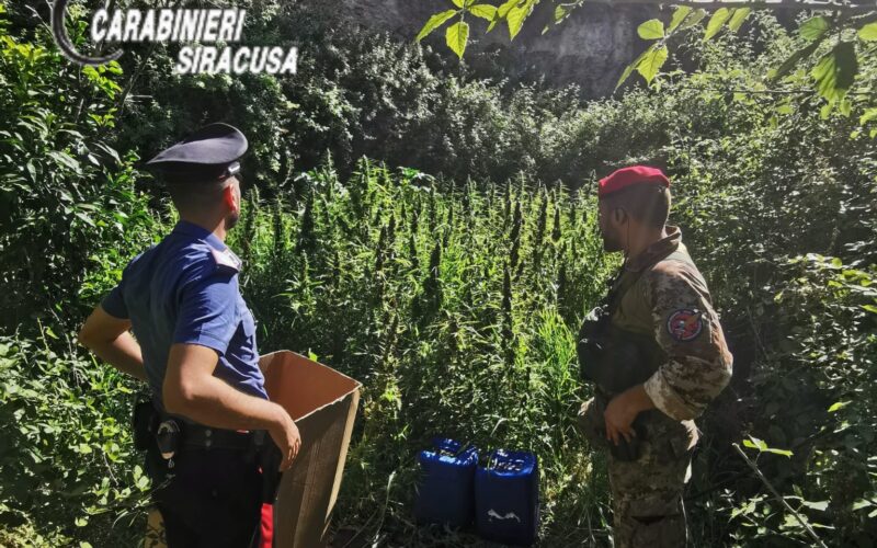 Augusta, smantellata piantagione di cannabis, due arresti