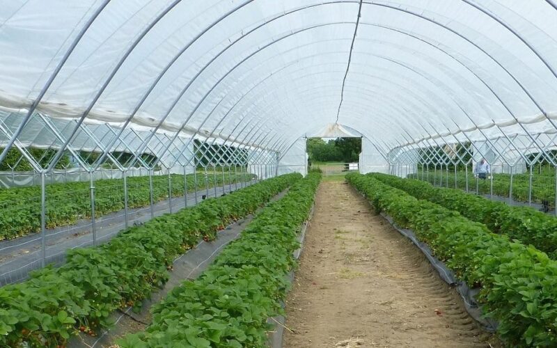 Ust Cisl: “Ondate di calore e lavoratori agricoli un protocollo per la salute”