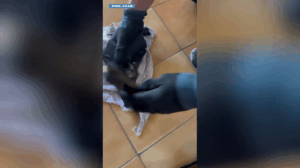 Siracusa: la Polizia di Stato sequestra una pistola in via Algeri
